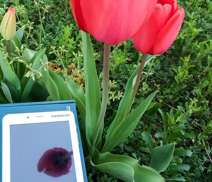 tulipano-tablet